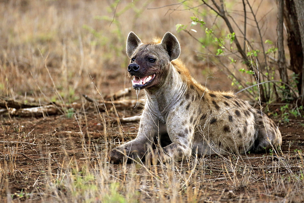 Spotted hyena (Crocuta crocuta), adult lying on ground, alert, Kruger National Park, South Africa, Africa