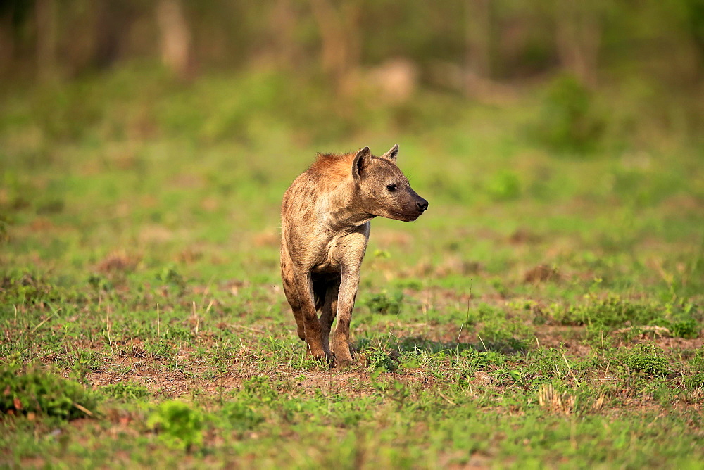 Spotted hyena (Crocuta crocuta), adult, Kruger National Park, South Africa, Africa