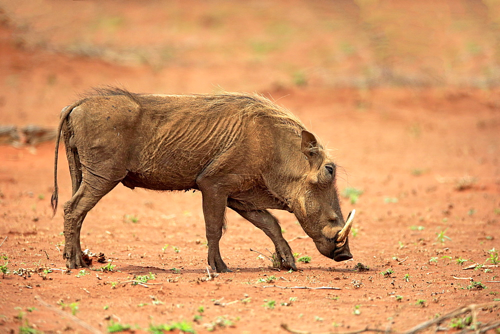 Warthog (Phacochoerus aethiopicus), adult foraging, Kruger National Park, South Africa, Africa