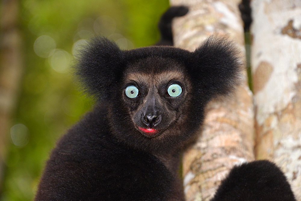 Indri (Indri indri), Manompana rainforests, Madagascar, Africa