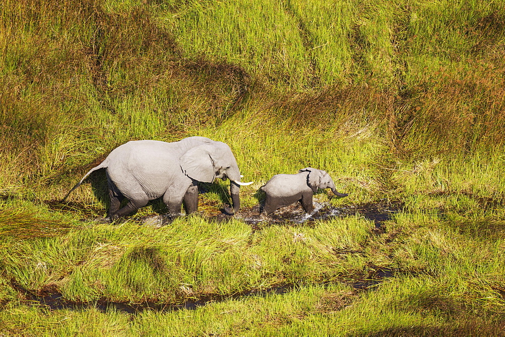 African Elephants (Loxodonta africana), cow with calf, roaming in a freshwater marsh, aerial view, Okavango Delta, Botswana, Africa