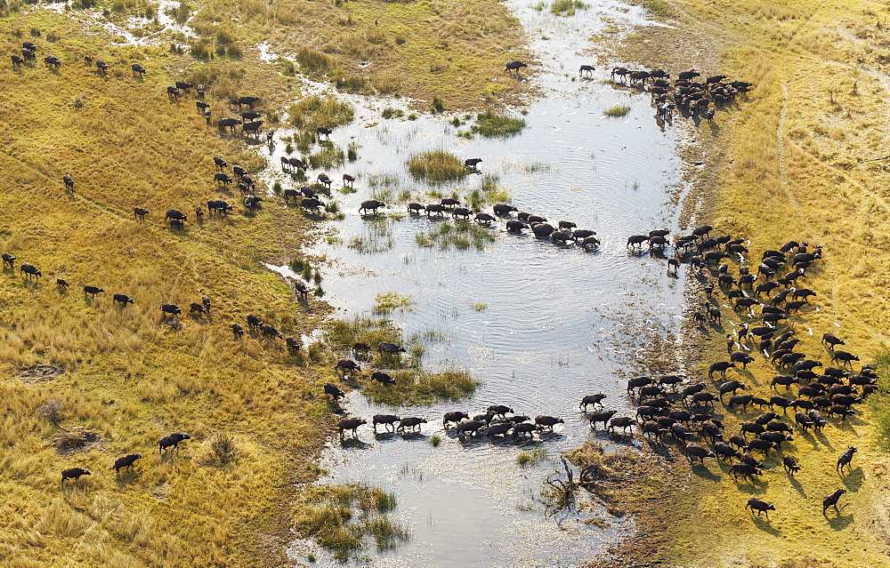 Cape Buffaloes (Syncerus caffer caffer), crossing a marsh area, flying Cattle Egrets (Bubulcus ibis), Okavango Delta, Botswana, Africa