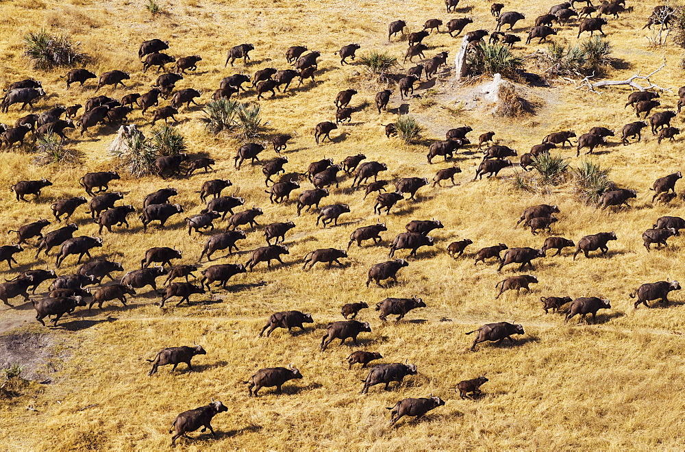 Cape Buffaloes (Syncerus caffer caffer), roaming herd, Okavango Delta, Botswana, Africa