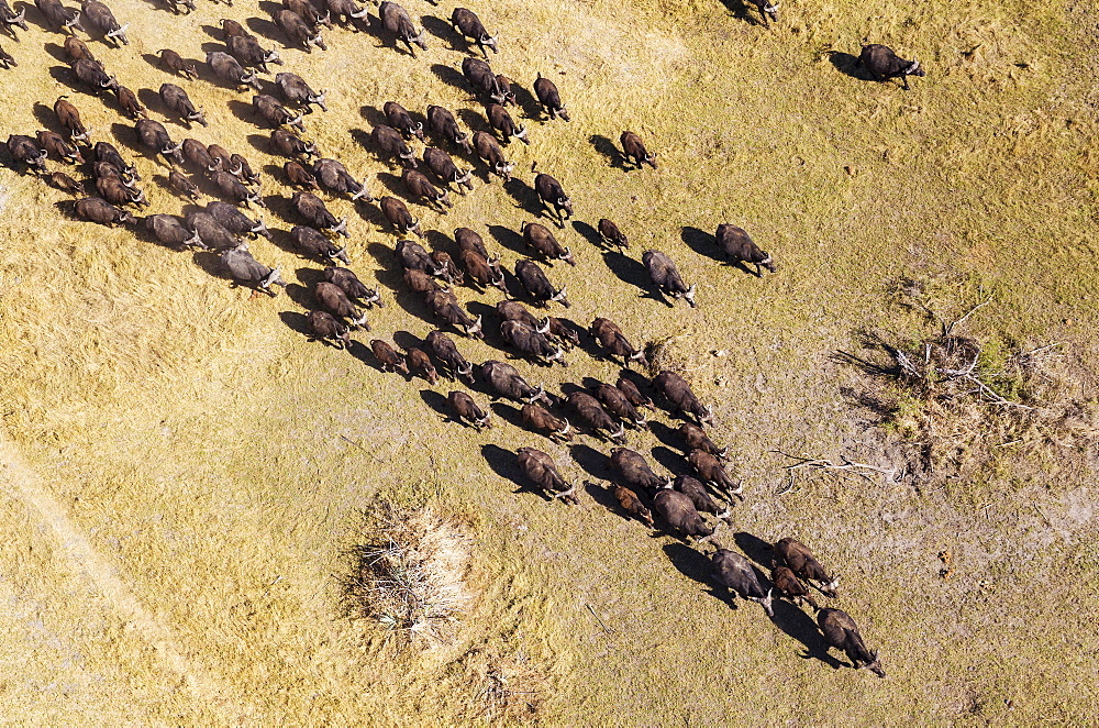 Cape Buffaloes (Syncerus caffer caffer), roaming herd, Okavango Delta, Botswana, Africa