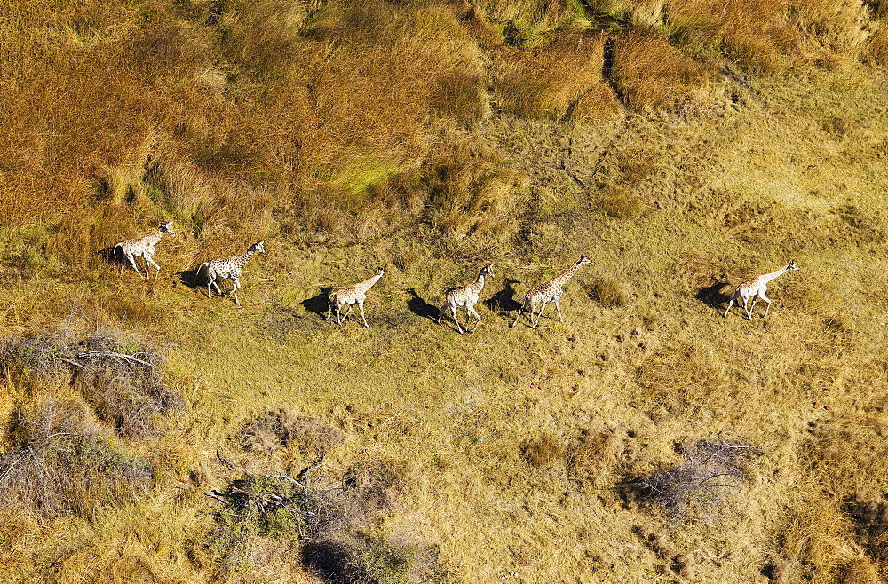 South African Giraffes (Giraffa camelopardalis giraffa), roaming in freshwater marshland, Okavango Delta, Botswana, Africa