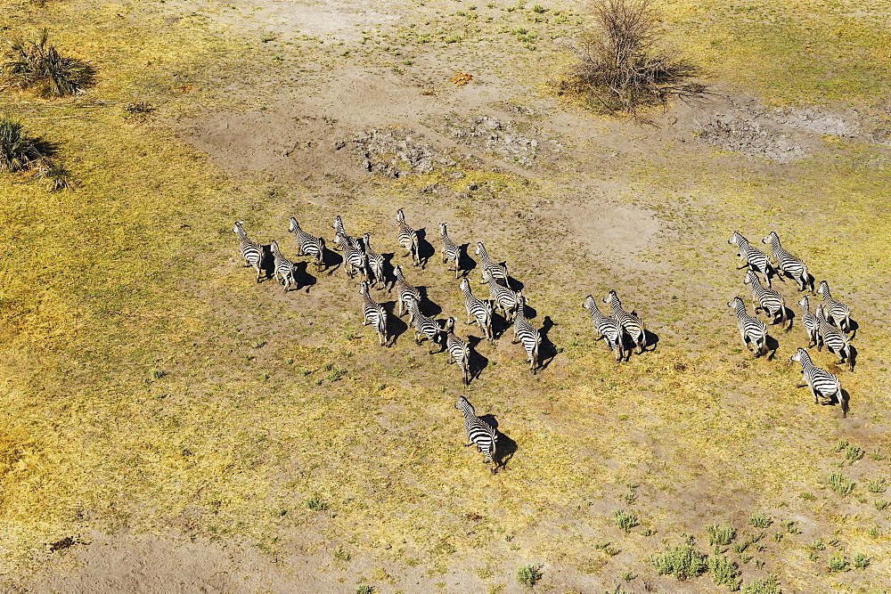 Burchell's Zebras (Equus quagga burchelli), roaming, aerial view, Okavango Delta, Botswana, Africa