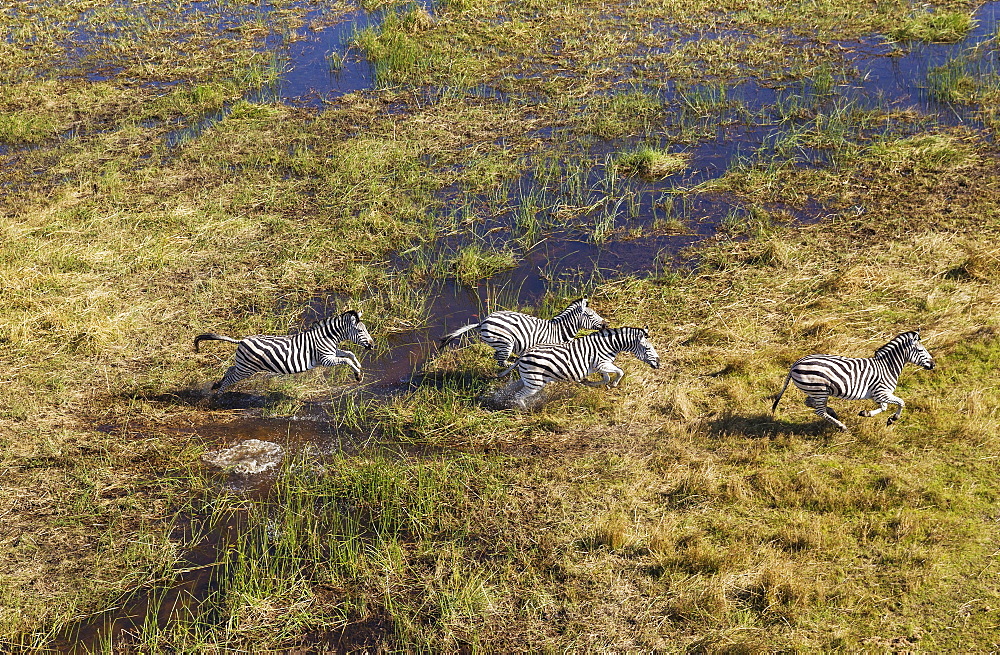 Burchell's Zebras (Equus quagga burchelli), running in a freshwater marsh area, aerial view, Okavango Delta, Botswana, Africa