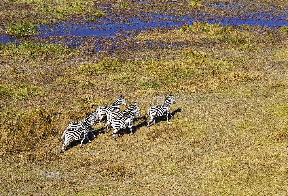 Burchell's Zebras (Equus quagga burchelli), roaming at the edge of a freshwater marsh, aerial view, Okavango Delta, Botswana, Africa