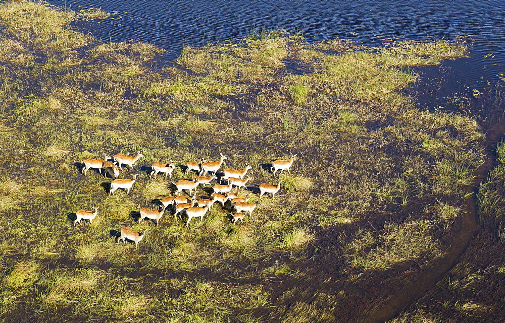 Red Lechwe (Kobus leche leche) herd in a freshwater marsh, aerial view, Okavango Delta, Botswana, Africa