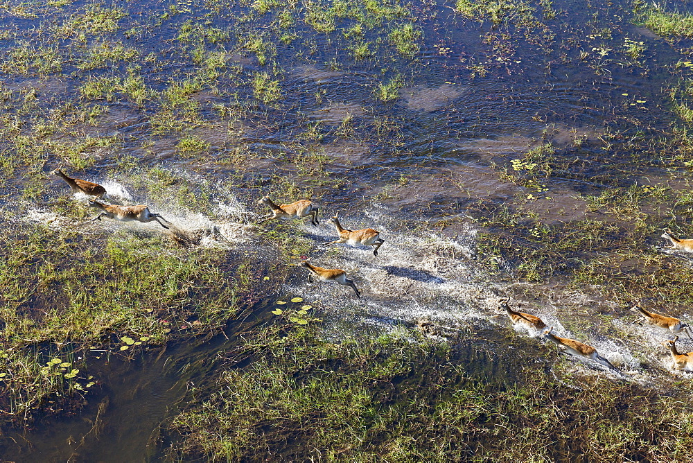 Red Lechwe (Kobus leche leche), running in a freshwater marsh, aerial view, Okavango Delta, Botswana, Africa