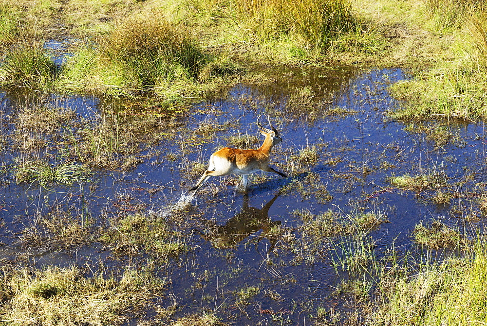 Red Lechwe (Kobus leche leche), male, running in a freshwater marsh, aerial view, Okavango Delta, Botswana, Africa