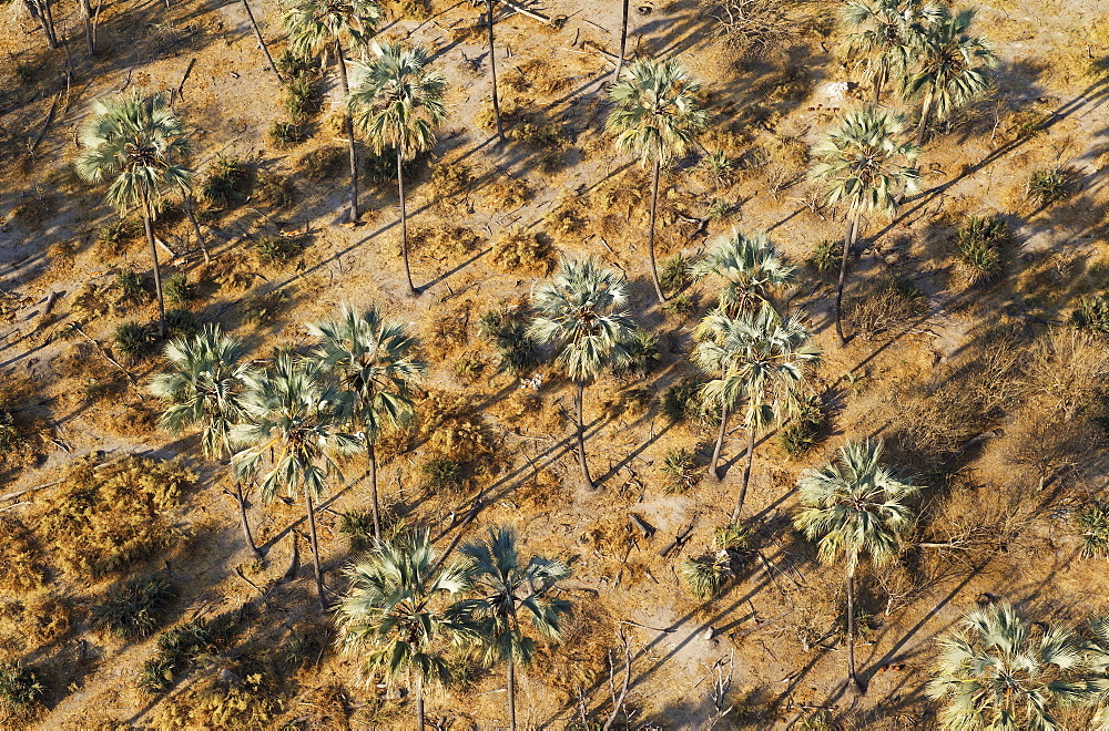 Real Fan Palms, Makalani Palms (Hyphaene petersiana), aerial view, Okavango Delta, Botswana, Africa