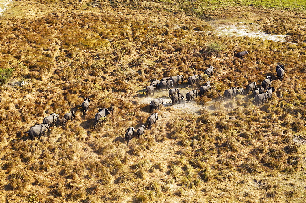 African Elephants (Loxodonta africana), breeding herd, roaming, top right a Hippopotamus (Hippopotamus amphibius), aerial view, Okavango Delta, Botswana, Africa