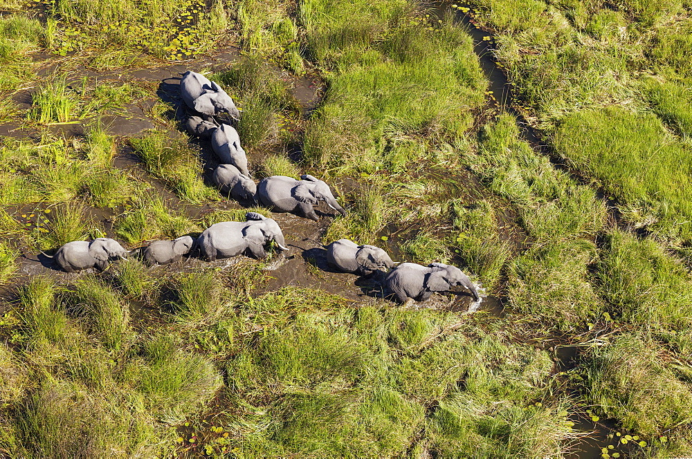 African Elephants (Loxodonta africana), breeding herd, roaming in a freshwater marsh, aerial view, Okavango Delta, Botswana, Africa