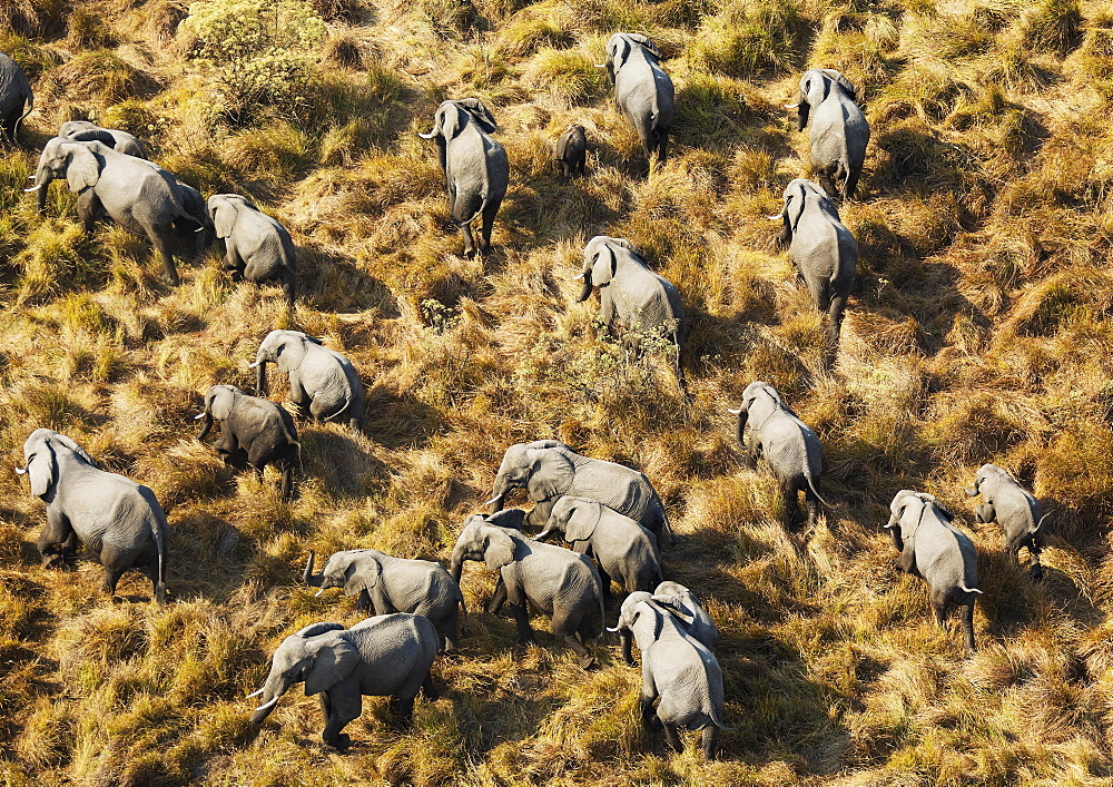 African Elephants (Loxodonta africana), breeding herd, roaming, aerial view, Okavango Delta, Botswana, Africa