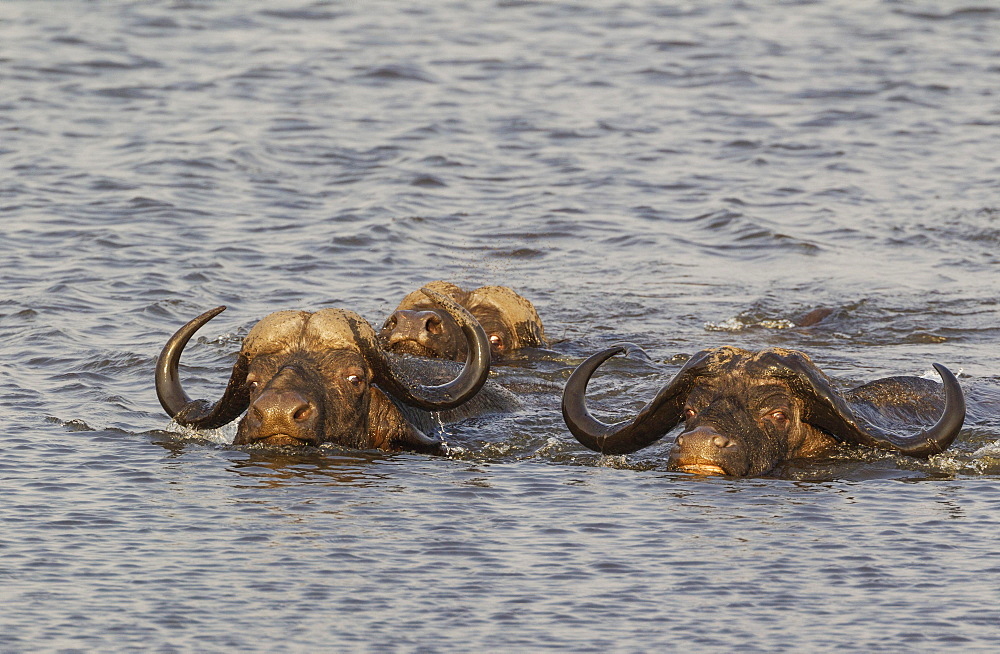 Cape Buffalo (Syncerus caffer caffer), two bulls on the left and one cow swimming through the Chobe River, Chobe National Park, Botswana, Africa