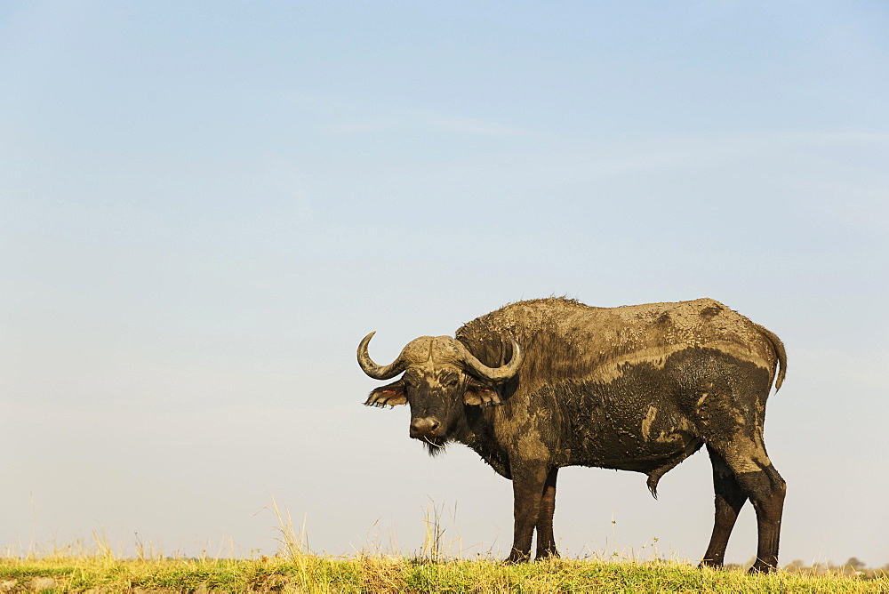 Cape Buffalo (Syncerus caffer caffer), bull at the bank of the Chobe River, photographed from a boat, Chobe National Park, Botswana, Africa