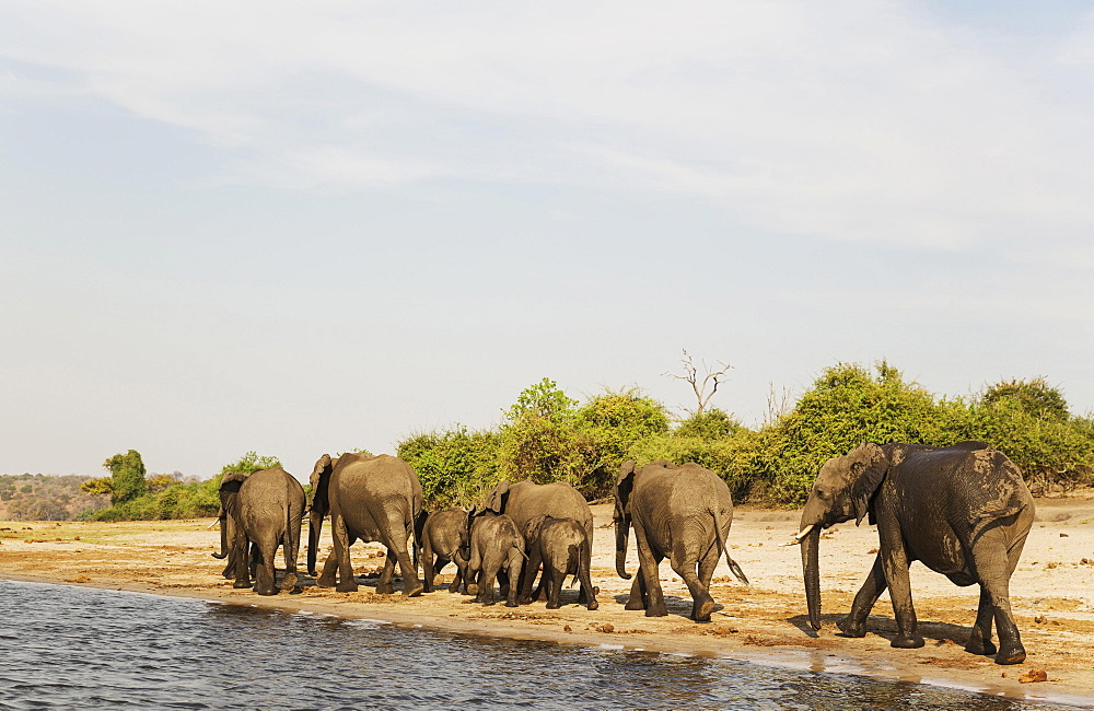 African Elephant (Loxodonta africana), breeding herd has been drinking at the bank of the Chobe River, photographed from a boat, Chobe National Park, Botswana, Africa