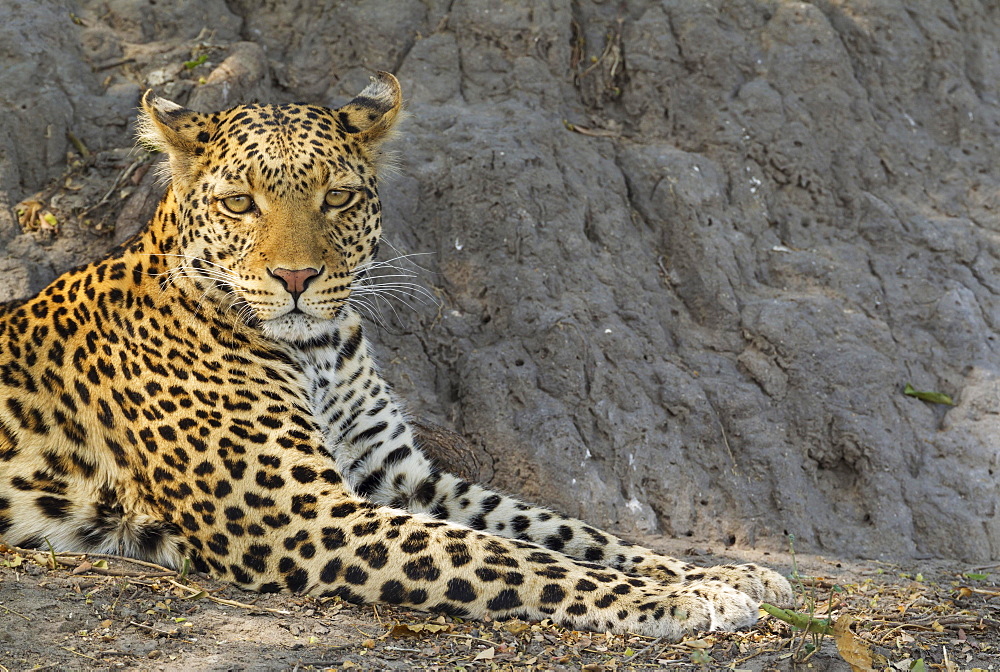 Leopard (Panthera pardus), resting male, Chobe National Park, Botswana, Africa