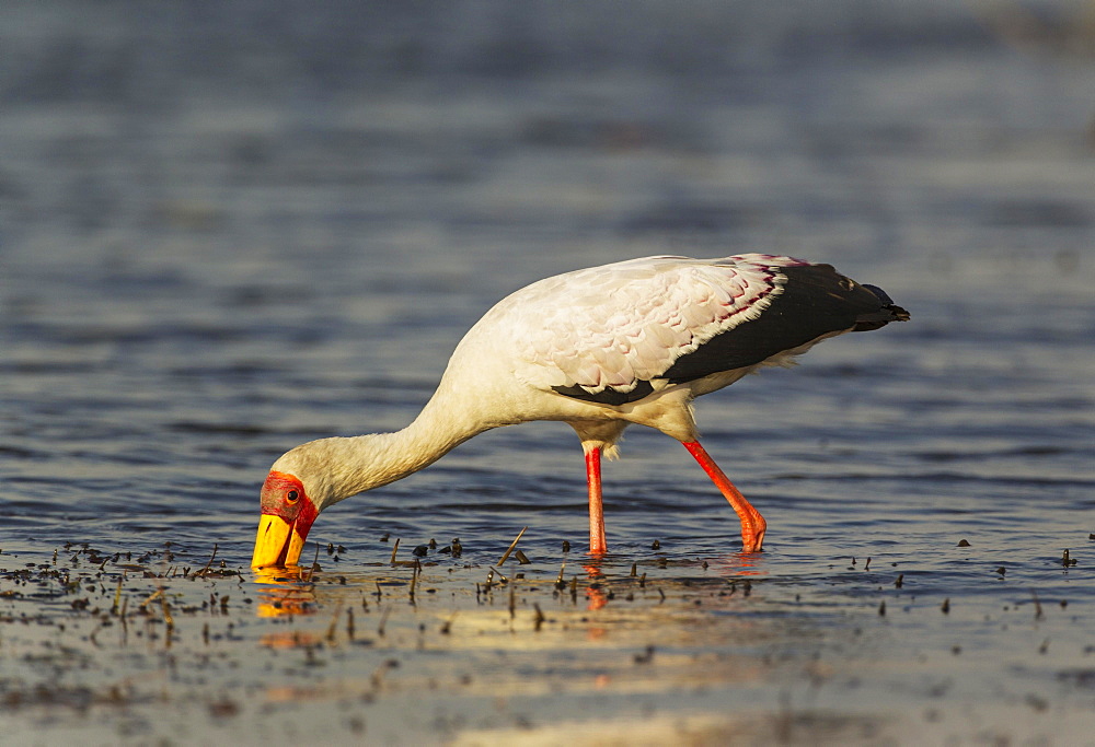 Yellow-billed Stork (Mycteria ibis), hunting in the shallow water at the shore of the Chobe River, Chobe National Park, Botswana, Africa