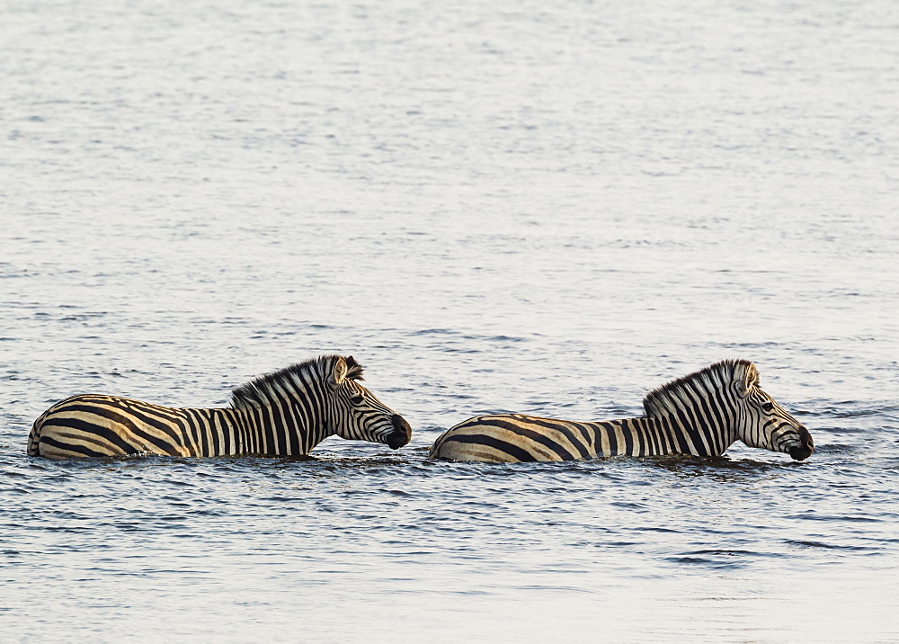 Burchell's Zebra (Equus quagga burchelli) in the water, crossing the Chobe River, Chobe National Park, Botswana, Africa