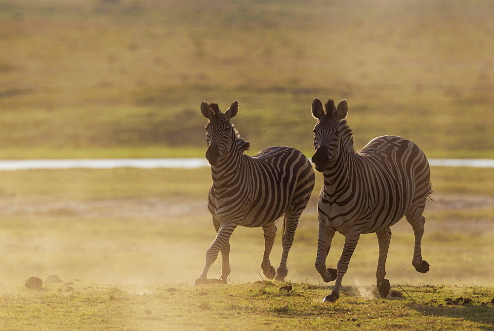 Burchell's Zebra (Equus quagga burchelli), have been unsuccessfully chased, Chobe National Park, Botswana, Africa