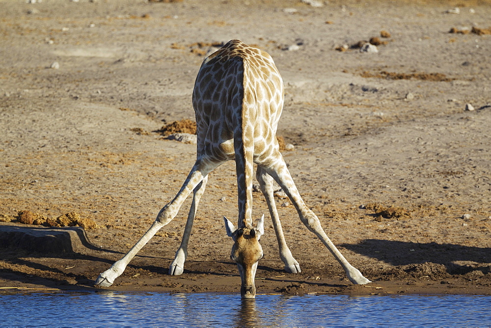 South African giraffe (Giraffa camelopardalis giraffa) female drinking at waterhole, Etosha National Park, Namibia, Africa