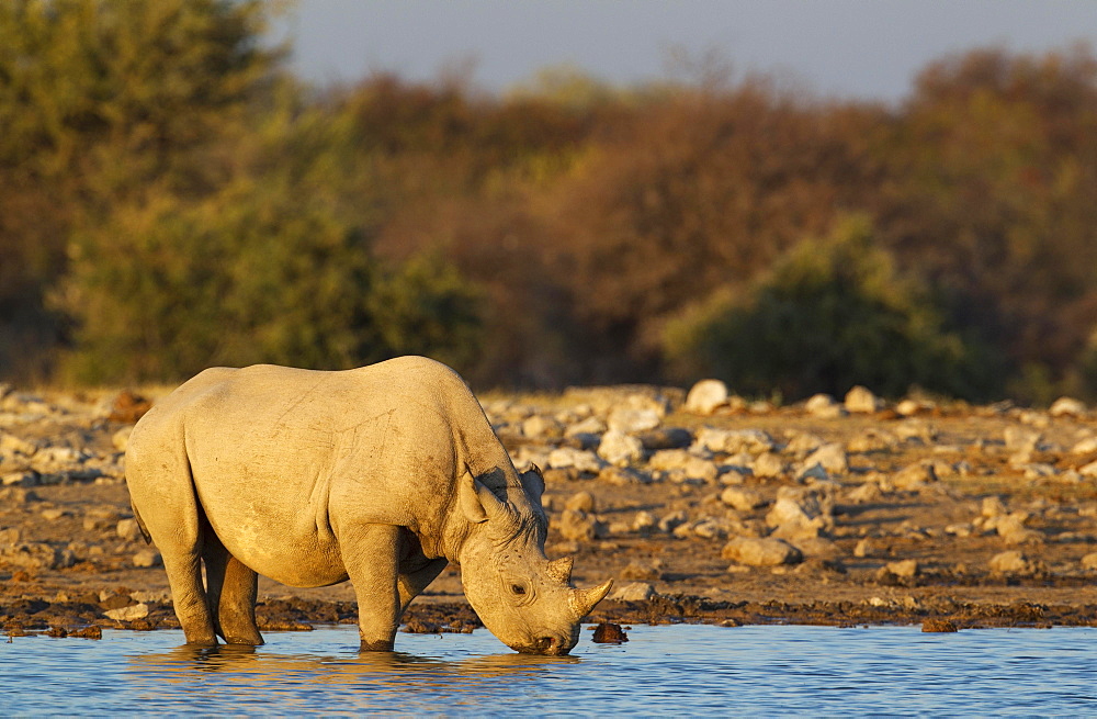 Black rhinoceros or hook-lipped rhinoceros (Diceros bicornis) male drinking at waterhole, evening light, Etosha National Park, Namibia, Africa