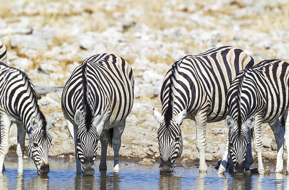 Burchell's zebras (Equus quagga burchellii) drinking at waterhole, Etosha National Park, Namibia, Africa