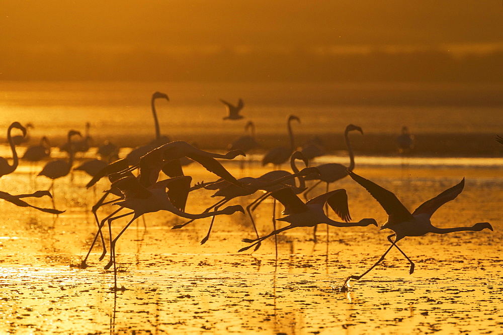 Greater Flamingos (Phoenicopterus roseus), in flight, at sunset, silhouette, Laguna de Fuente de Piedra, Malaga province, Andalusia, Spain, Europe