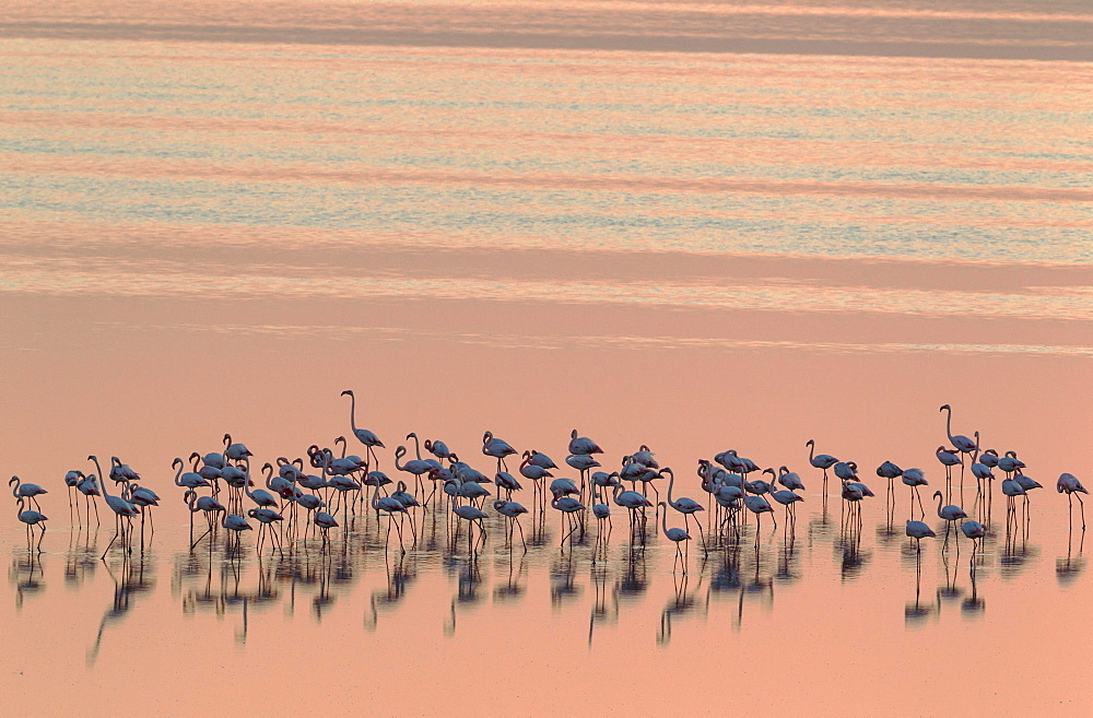 Greater Flamingos (Phoenicopterus roseus), resting at dusk, Laguna de Fuente de Piedra, Malaga province, Andalusia, Spain, Europe