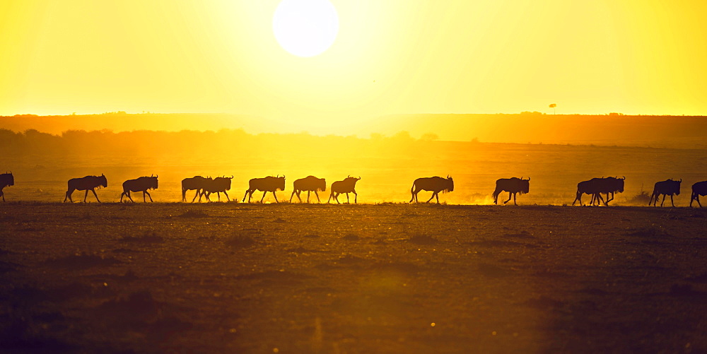 Blue Wildebeest (Connochaetes taurinus), gnu herd, silhouettes at sunrise, Maasai Mara, Narok County, Kenya, Africa