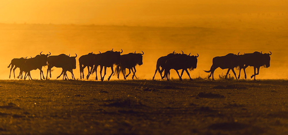 Blue Wildebeest (Connochaetes taurinus), gnu herd, silhouettes at sunrise, Maasai Mara, Narok County, Kenya, Africa