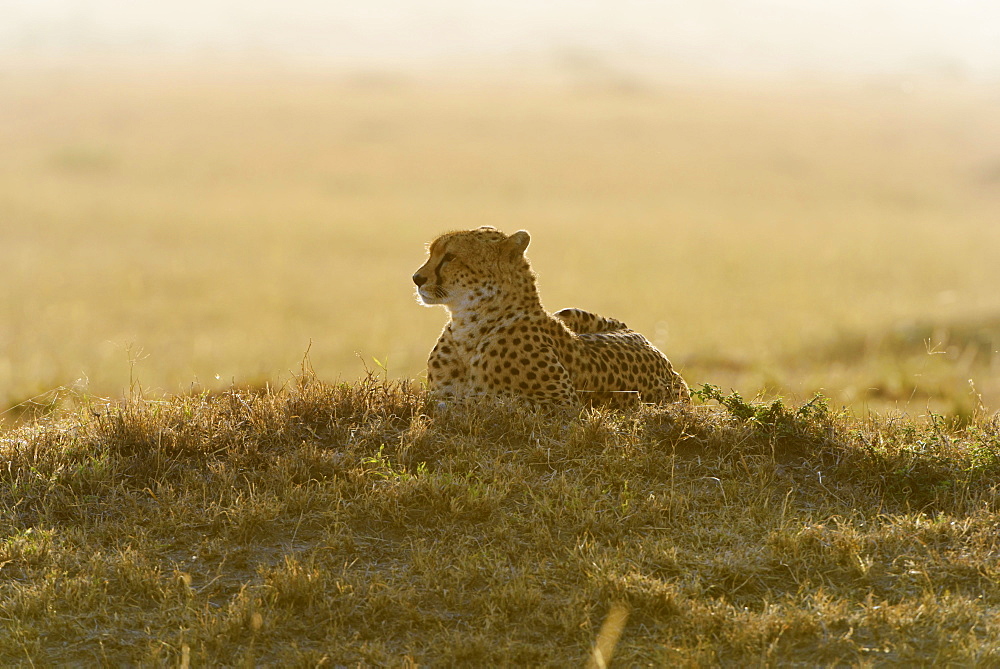 Cheetah (Acinonyx jubatus), in the morning, backlit, Maasai Mara National Reserve, Narok County, Kenya, Africa