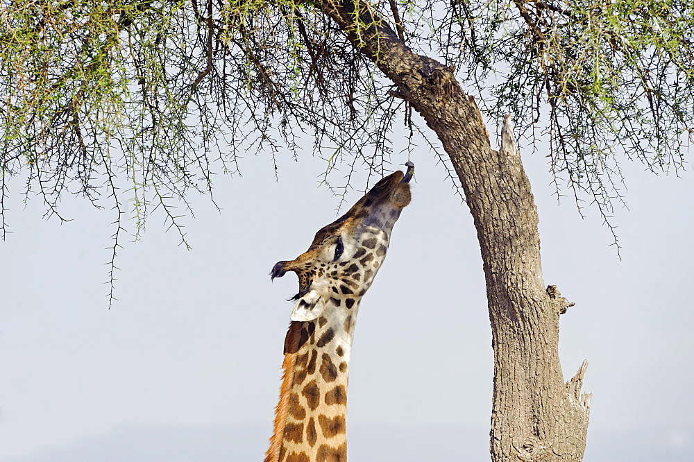 Masai giraffe (Giraffa camelopardalis) feeding on a great acacia tree, Masai Mara National Reserve, Narok County, Kenya, Africa