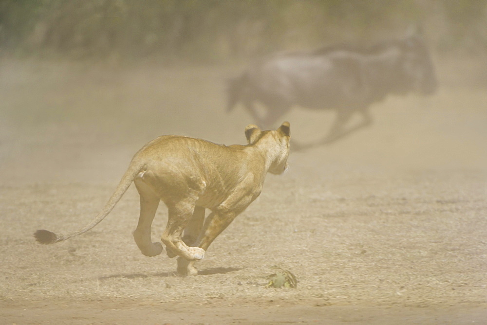 Young lion (Panthera leo) attacking a herd of wildebeest, Maasai Mara National Reserve, Narok County, Kenya, Africa