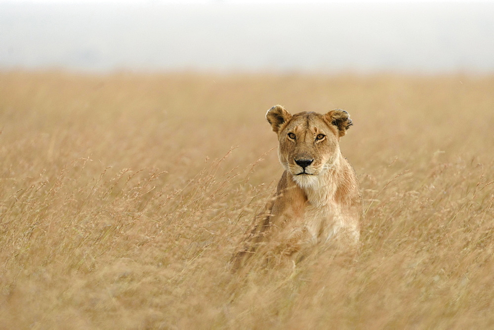 Lioness (Panthera leo) sitting in tall grass, Maasai Mara National Reserve, Narok County, Kenya, Africa