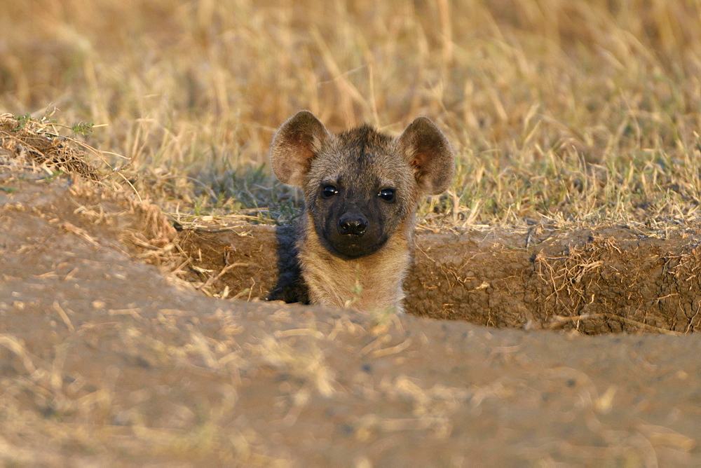 Young spotted hyena (Crocuta crocuta) looking out of the burrow in the morning light, Maasai Mara National Reserve, Narok County, Kenya, Africa