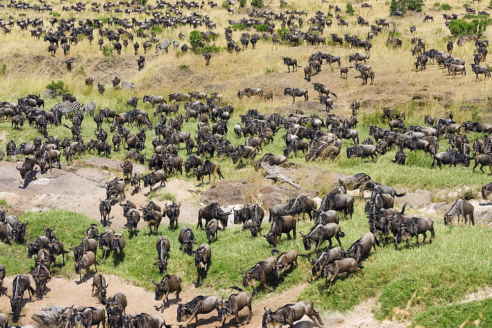 Herd of wildebeests or gnus (Connochaetes taurinus) gather at the Sand River, Maasai Mara National Reserve, Narok County, Kenya, Africa