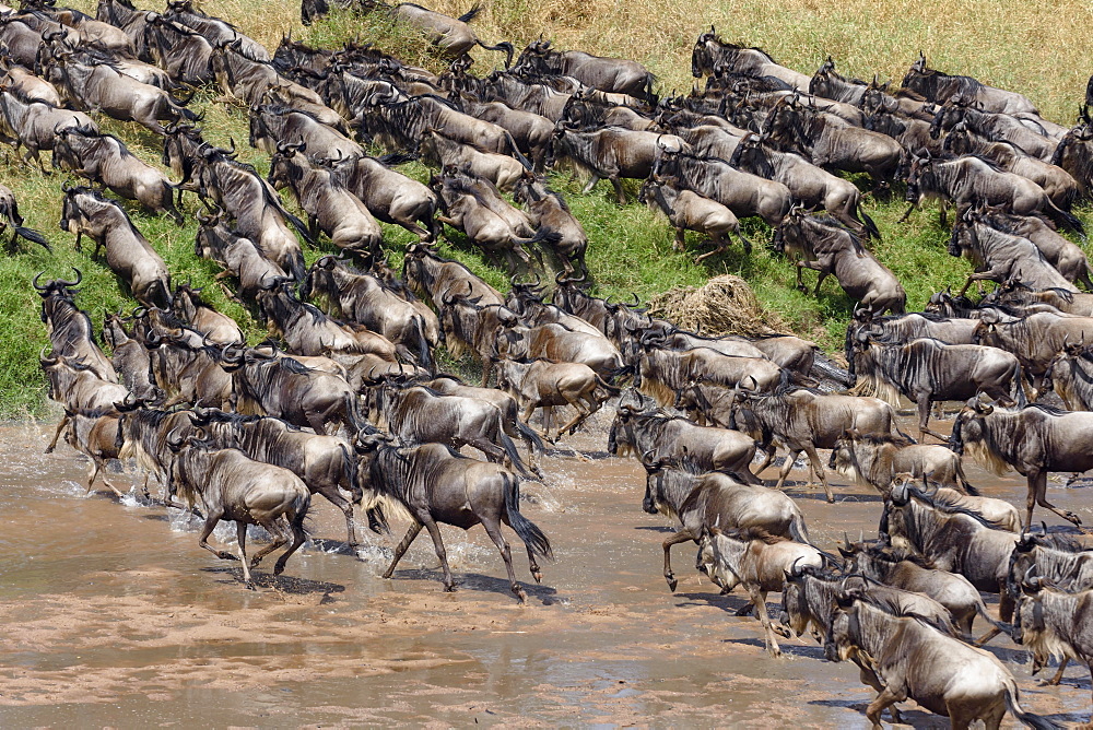 Herd of wildebeests or gnus (Connochaetes taurinus) crossing the Sand River, Maasai Mara National Reserve, Narok County, Kenya, Africa