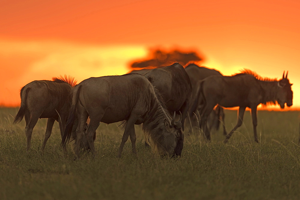 Gnus or Wildebeests  (Connochaetes taurinus) at sunset, Maasai Mara National Reserve, Narok County, Kenya, Africa