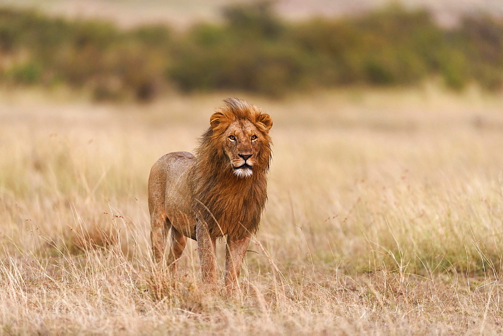 Male lion (Panthera leo) in morning light, Masai Mara, Narok County, Kenya, Africa