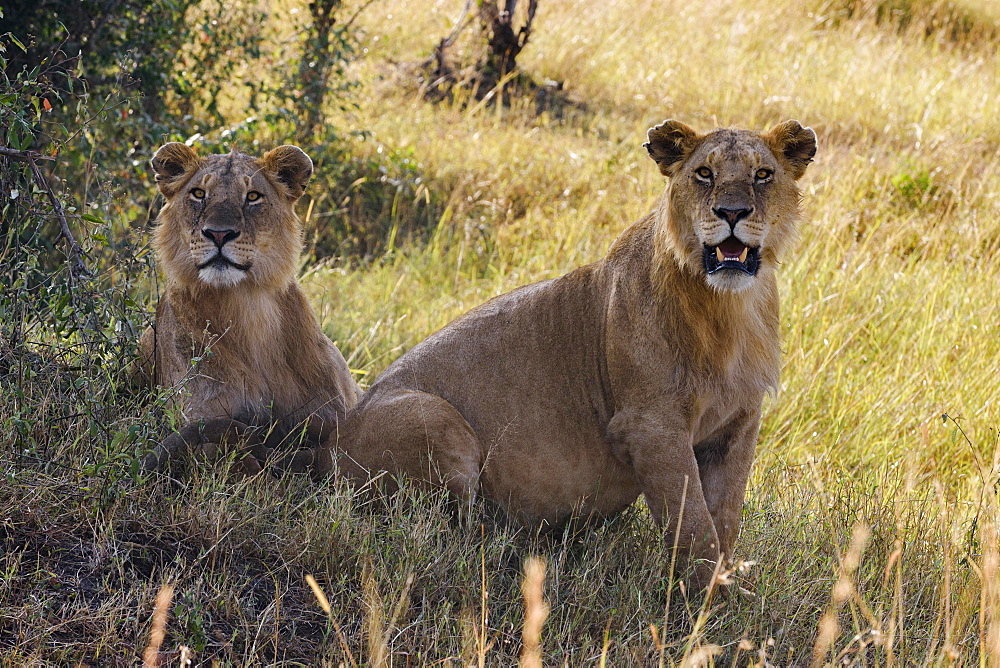 Two young male lions (Panthera leo) observing in shadow of bush, Masai Mara, Narok County, Kenya, Africa