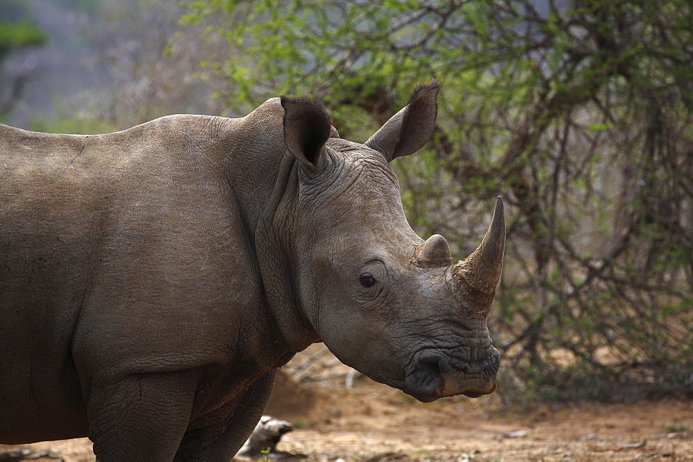 White Rhinoceros (Ceratotherium simum), portrait, Hluhluwe-Imfolozi National Park, Province of KwaZulu-Natal, South Africa, Africa