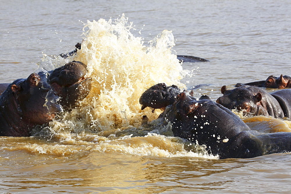 Hippos arguing (Hippopatamus amphibius) in the water, iSimangaliso Wetland Park, National Park, Kwazulu Natal, South Africa, Africa