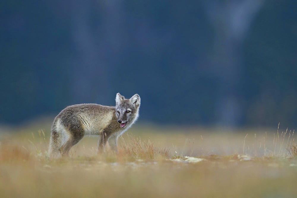 Arctic fox (Vulpes lagopus), puppy looking over shoulder in the Fell, Dovrefjell, Norway, Europe