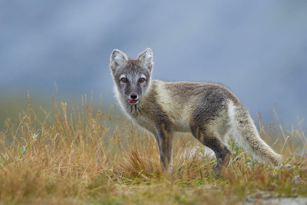 Arctic fox (Vulpes lagopus), puppy with tongue out, in the Fell, Dovrefjell, Norway, Europe