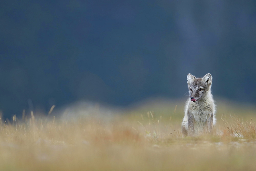 Arctic fox (Vulpes lagopus), puppy with tongue out, Dovrefjell, Norway, Europe