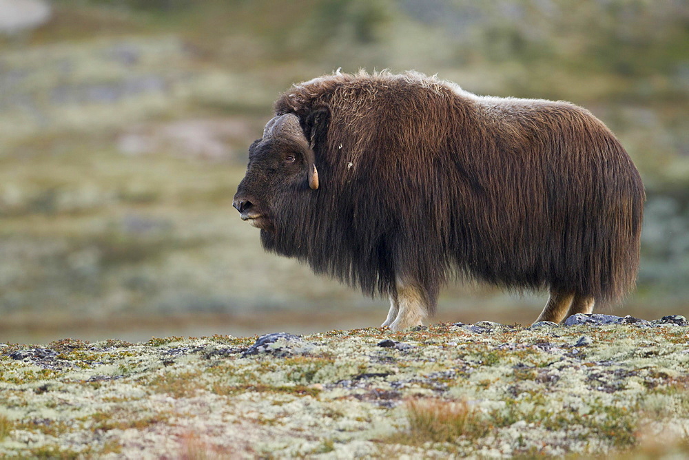 Muskox (Ovibos moschatus), bull on the fjell, Dovrefjell-Sunndalsfjella National Park, Norway, Europe