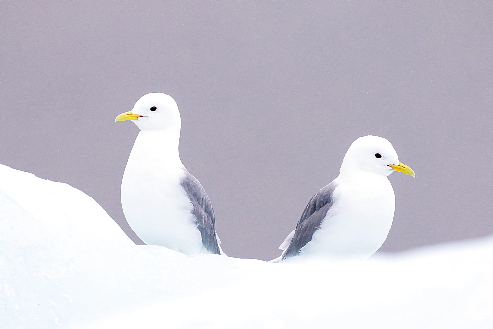 Two Glaucous Gulls (Larus hyperboreus), Svalbard, Norway, Europe